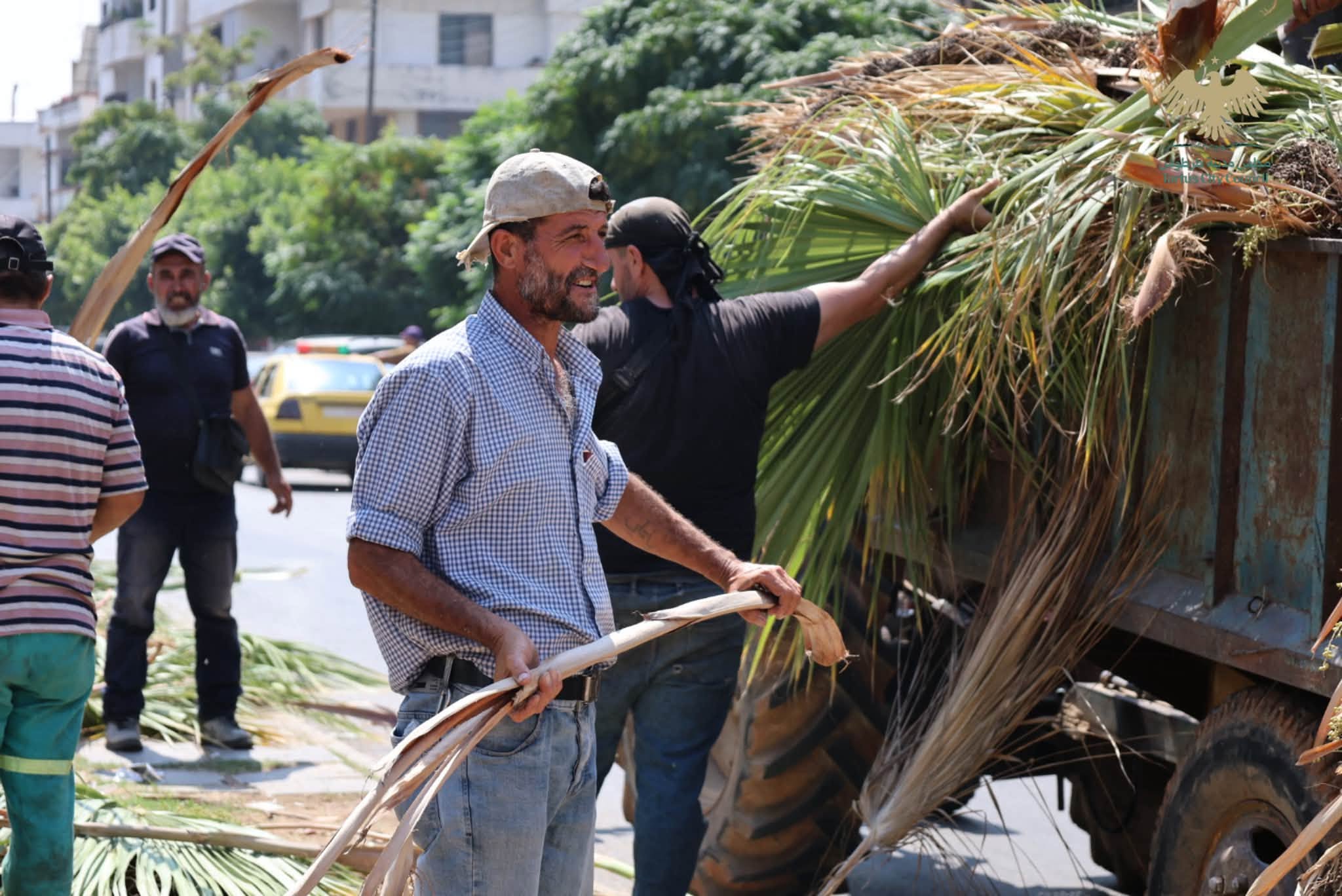 تكريب أشجار النخيل في حدائق ومنصفات طرطوس
