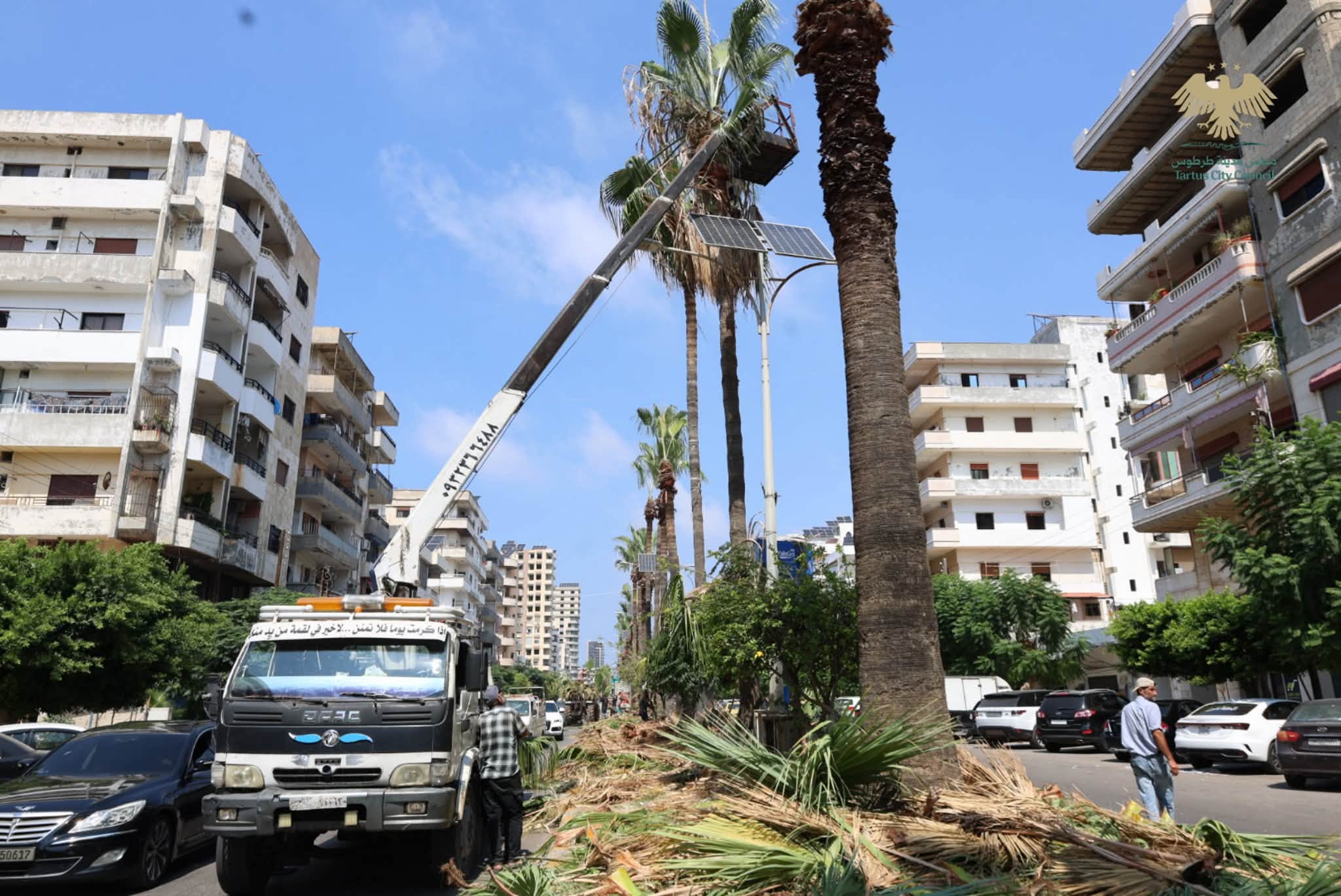 تكريب أشجار النخيل في حدائق ومنصفات طرطوس