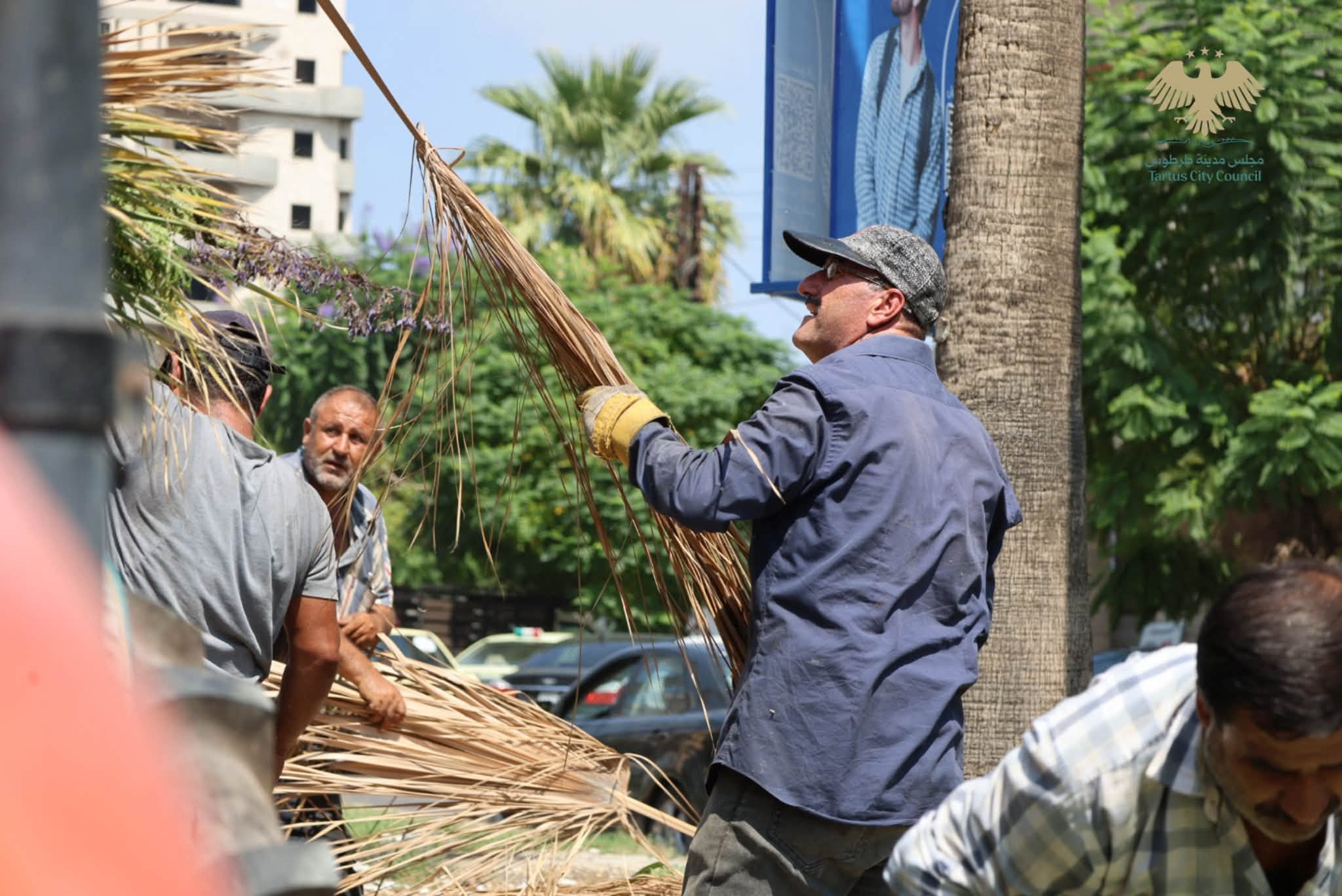 تكريب أشجار النخيل في حدائق ومنصفات طرطوس
