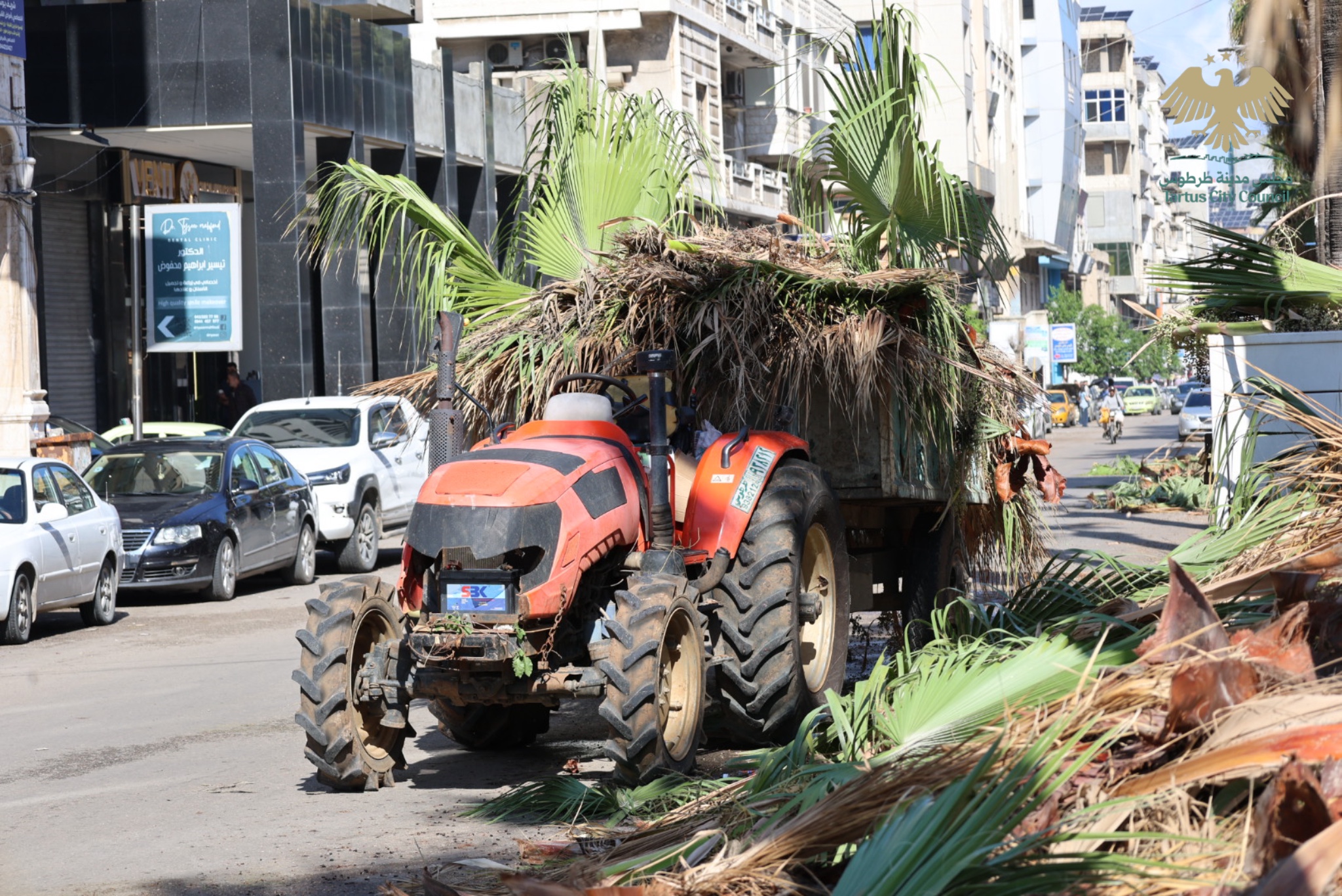 مديرية الحدائق تواصل تشذيب وتكريب أشجار النخيل